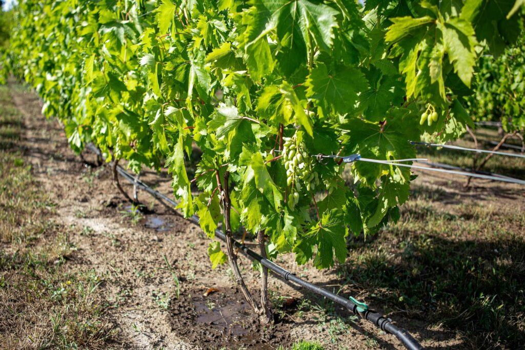drip irrigation watering a hops field
