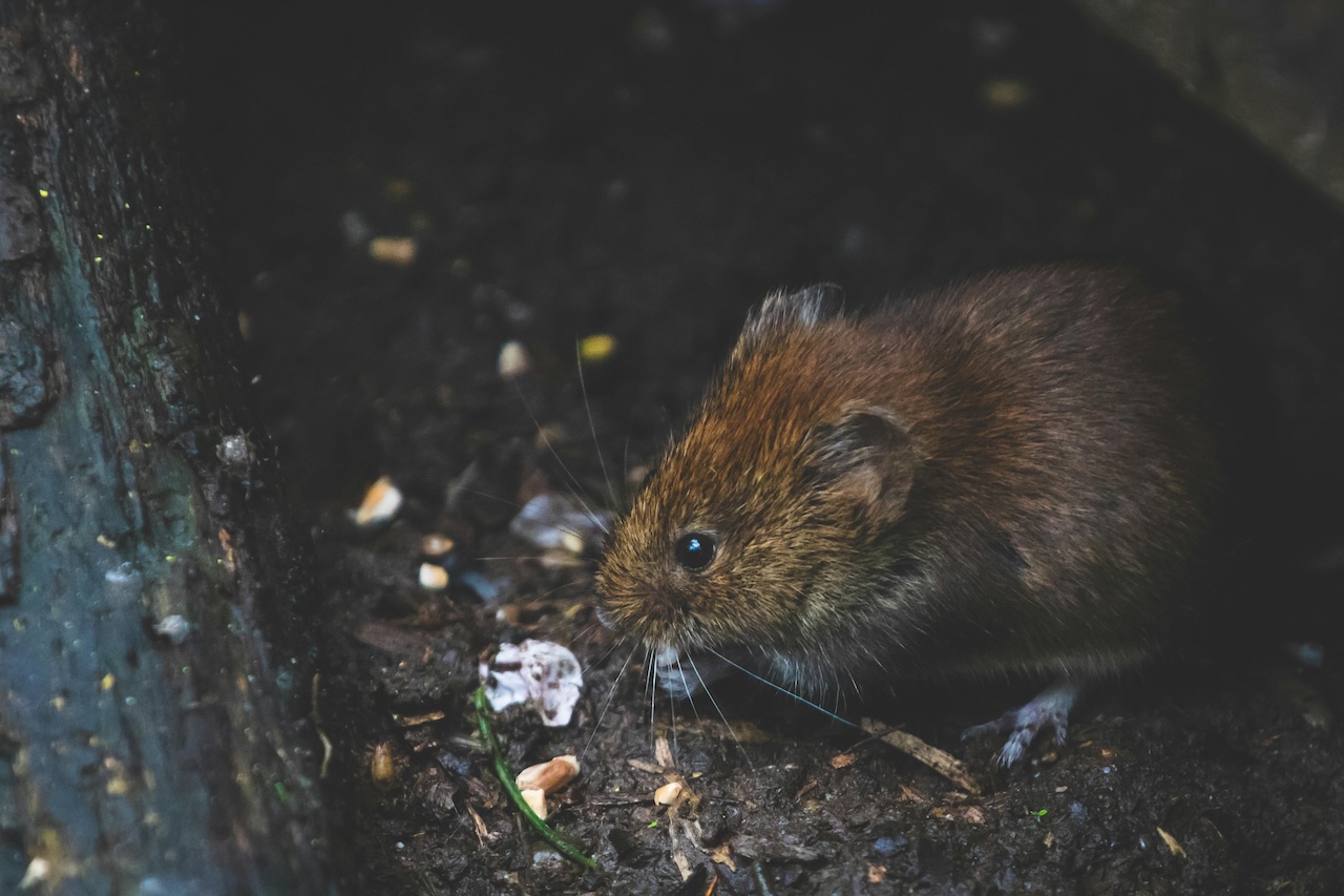 vole eating an acorn in a woodland hole in the ground