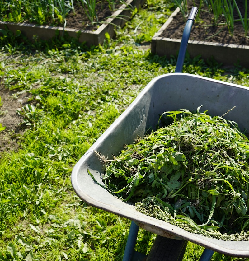 weed control services and a wheelbarrow full of weeds