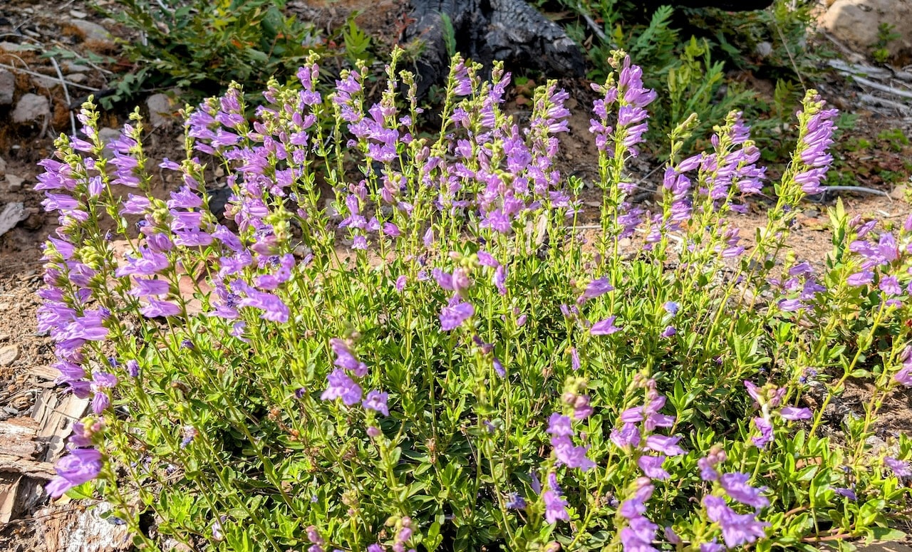 Penstemon, the beardtongues, is a large genus of roughly 280 species of flowering plants native to North America from northern Canada to Central America