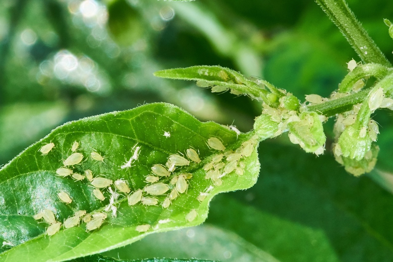 small aphid on a green leaf in the open air.