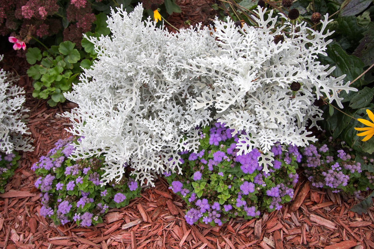 Summer Garden Annuals Background. Dusty Miller plant surrounded by colorful annuals. Dusty Miller is a hardy shade annual that is deer and pest resistant.