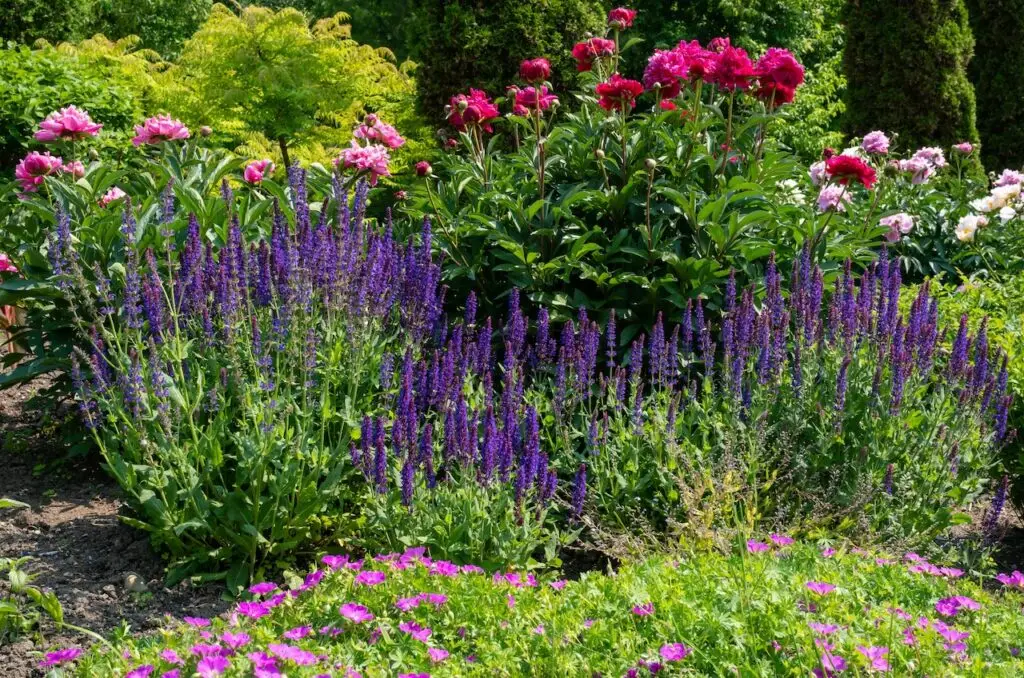Beautiful Spring Garden with Various Trees and Flowering Plants, such as, Colorful Peonies in Shades of Dark Pink, Pink and White, Purple Salvia and a Carpet of Little Pink Flowers