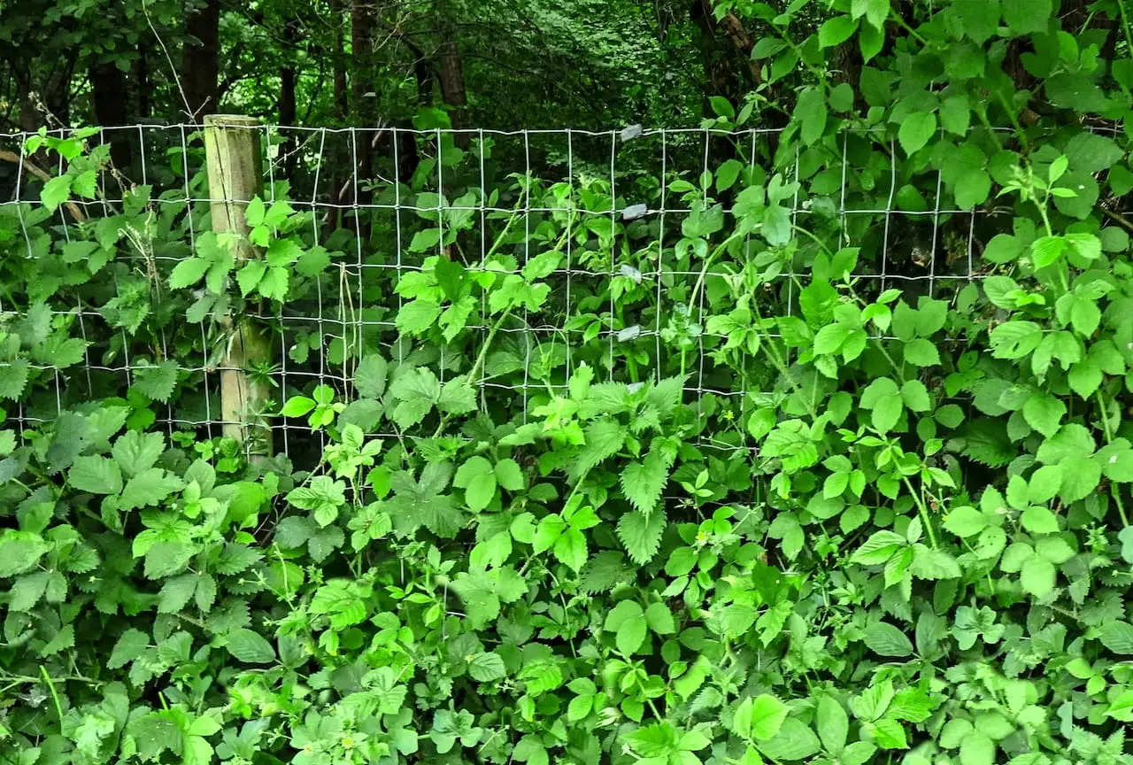 blackberry overgowth on fence
