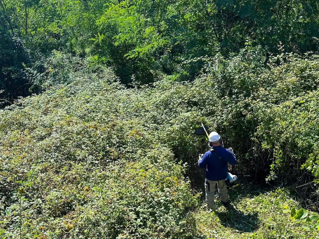 landscaper taking out blackberry overgrowth