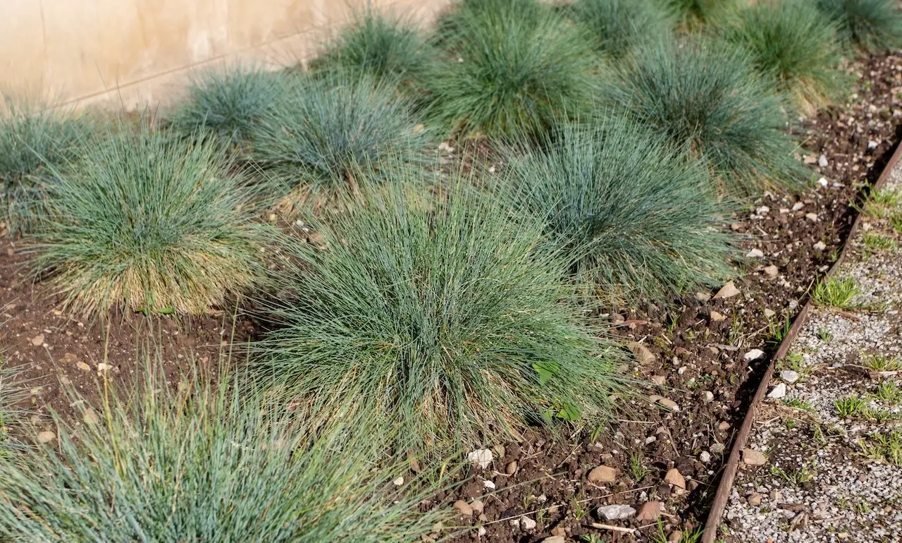 Blue fescue ornamental grass in the garden. Festuca glauca clump-forming plant.