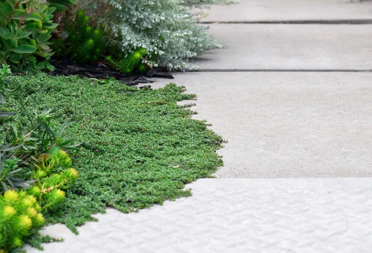 Green creeping thyme perennial groundcover spreading over the edge of a cement pathway in a garden