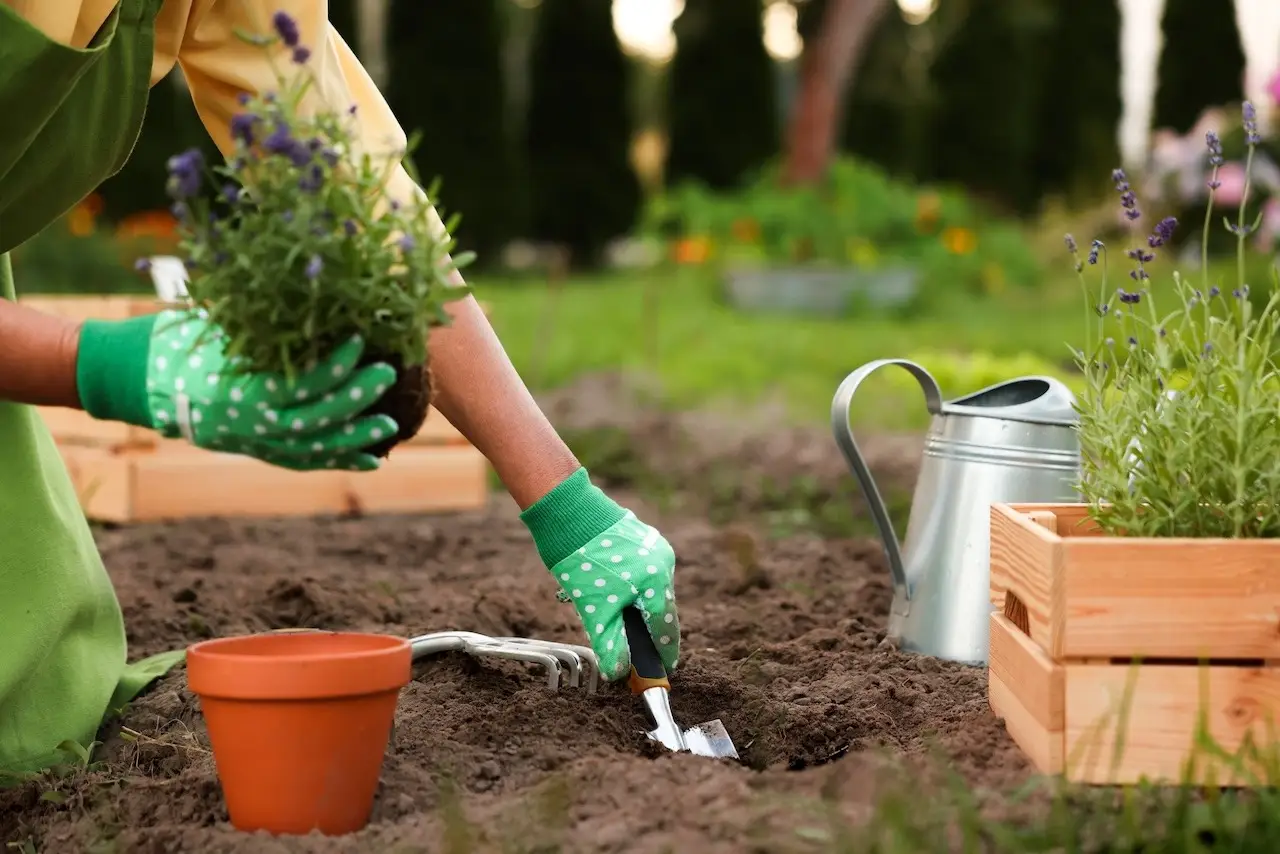 Woman in gloves transplanting beautiful lavender plant into soil in garden, closeup