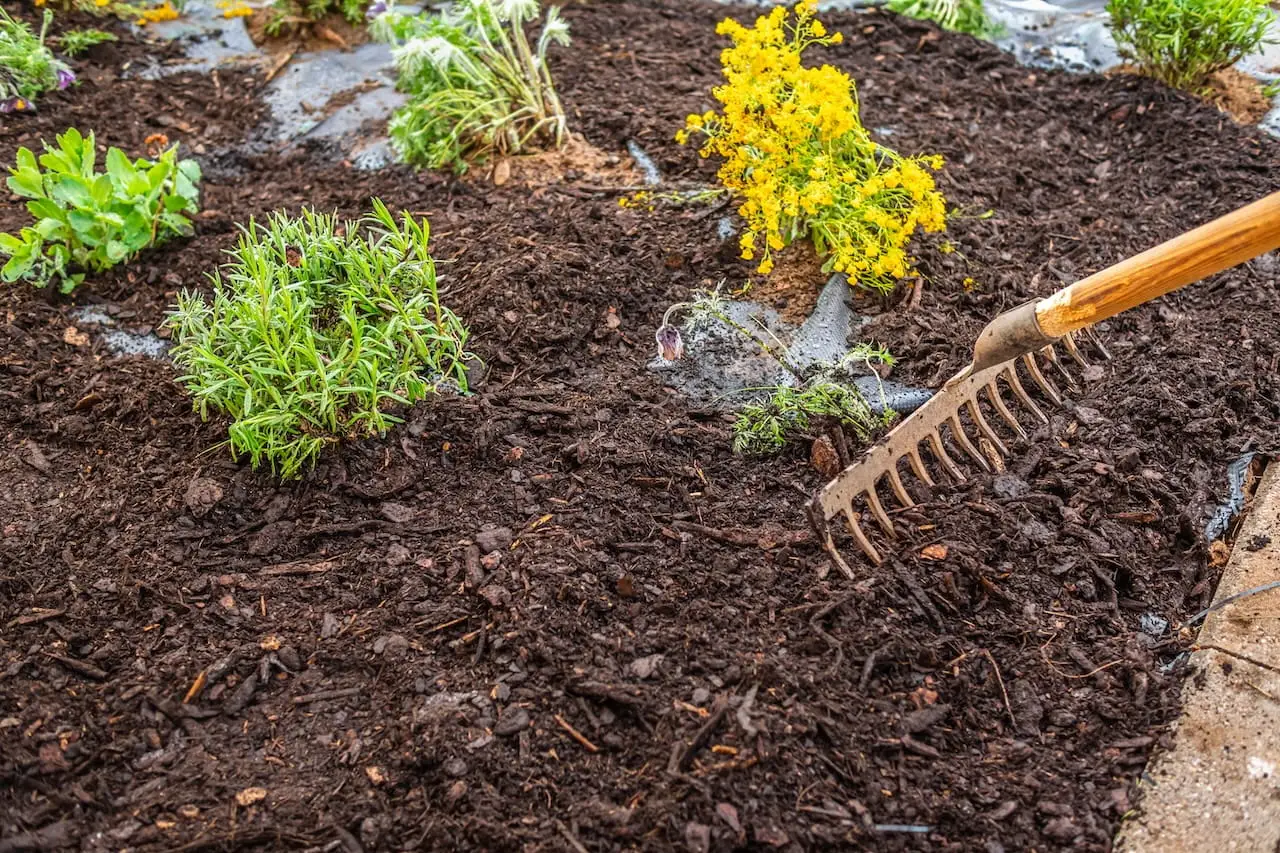 raking mulch in a garden, breaking it down over time. Will need replacement soon.