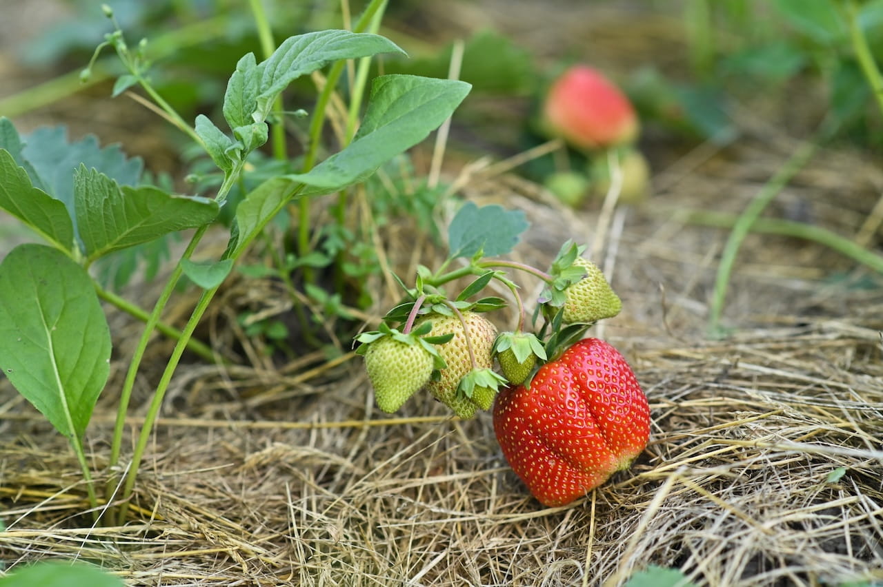 strawberries growing in mulch