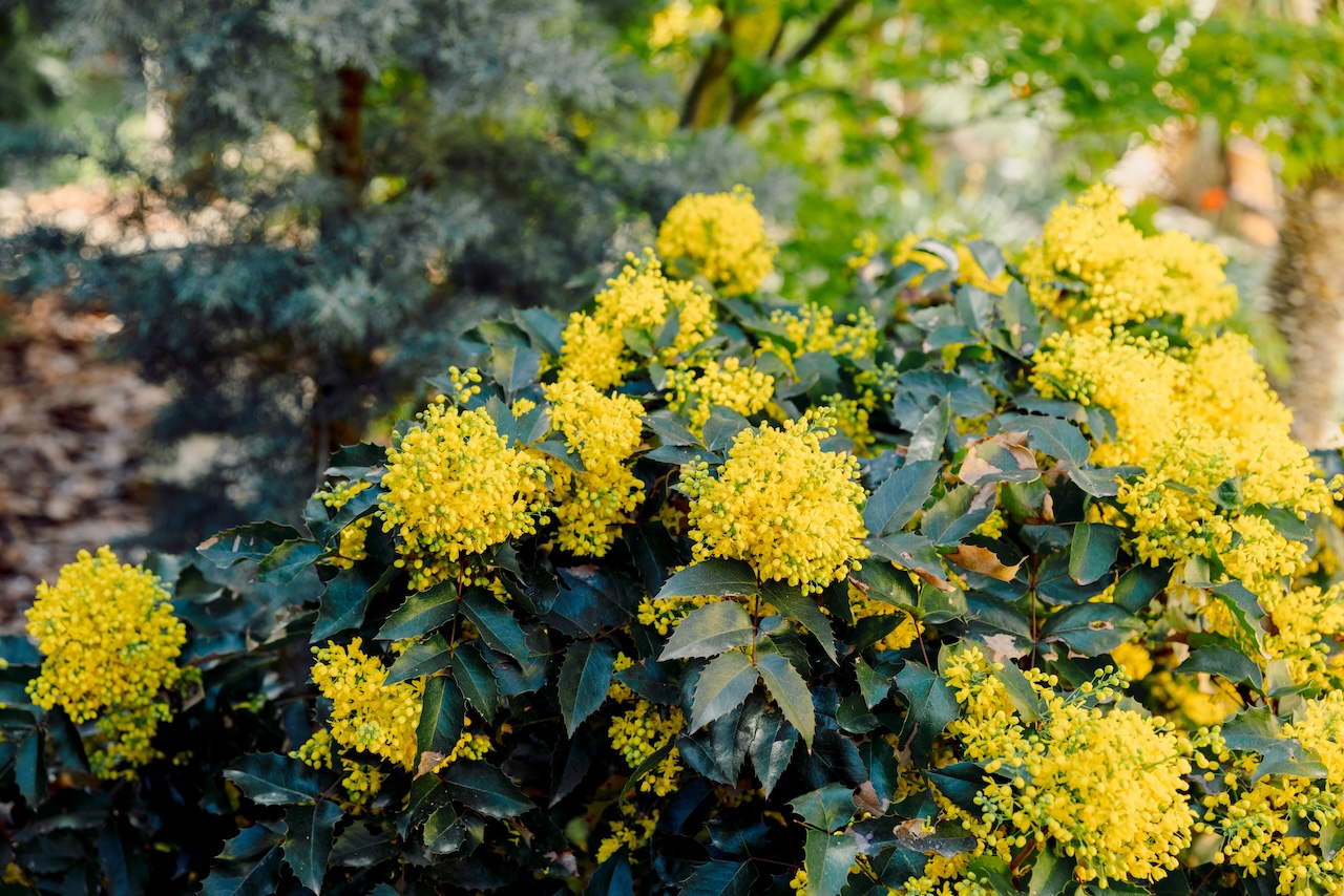 Oregon Grape with yellow flowers in spring time, close up view of flowering mahonia