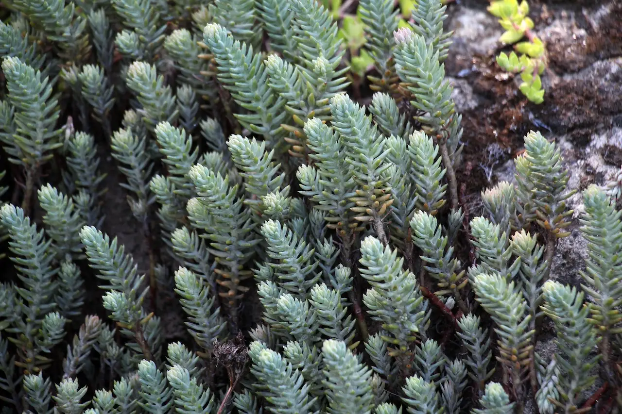 The ground cover plant rock stonecrop (Petrosedum rupestre, Sedum reflexum, Sedum rupestre) grows in nature and is used in landscape design.