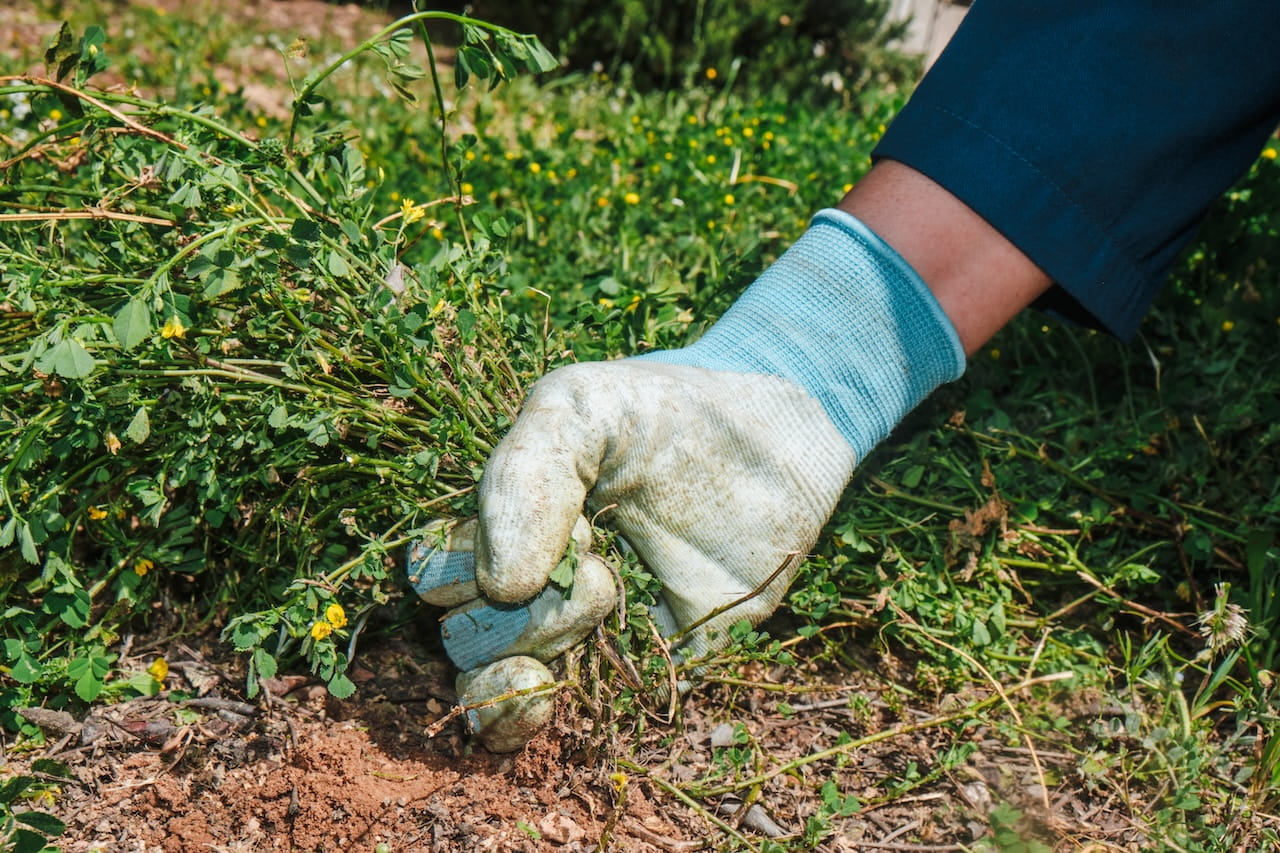 gardner pulling weeds