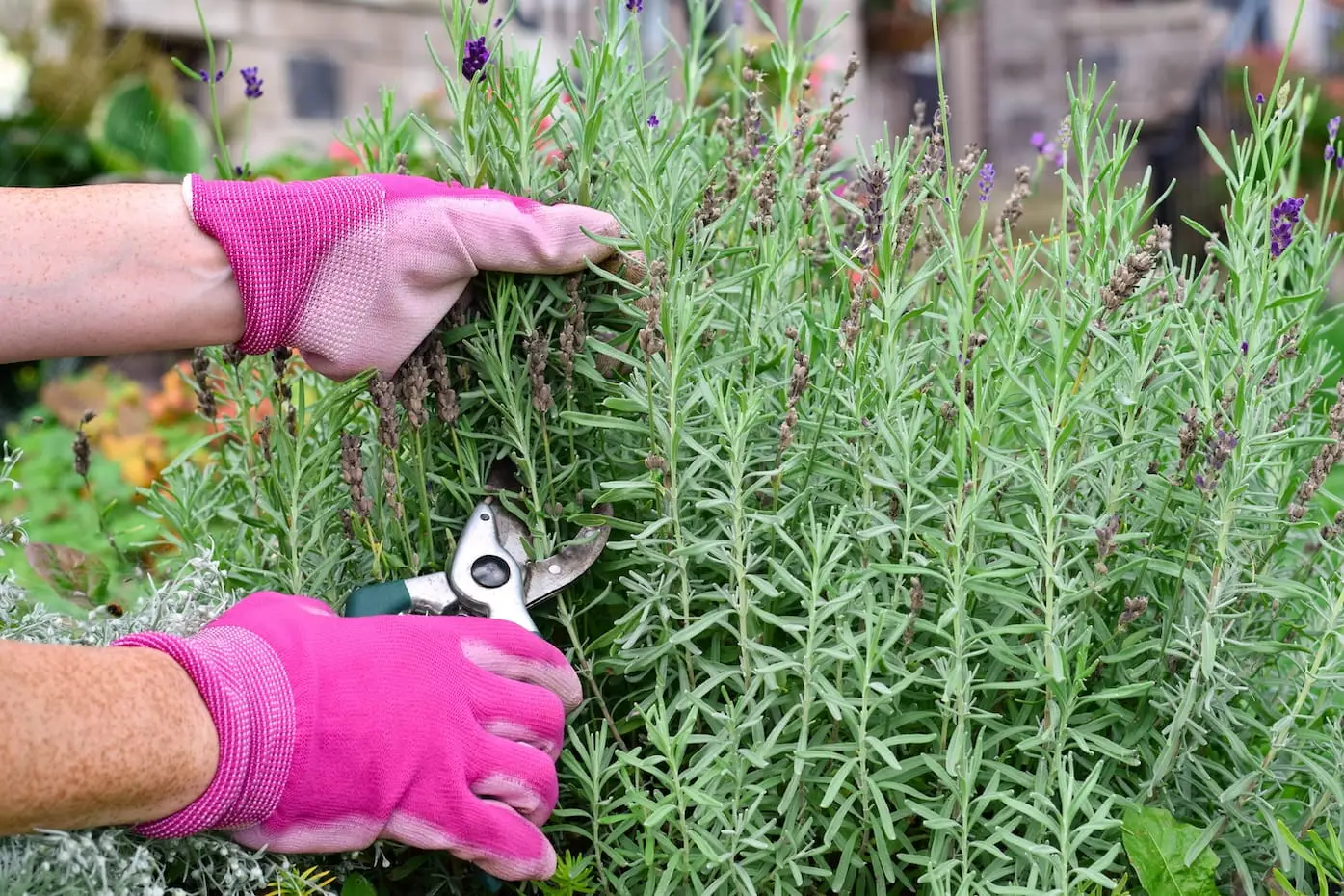 Hands of a person in pink gardening gloves deadheading faded lavender plant flowers