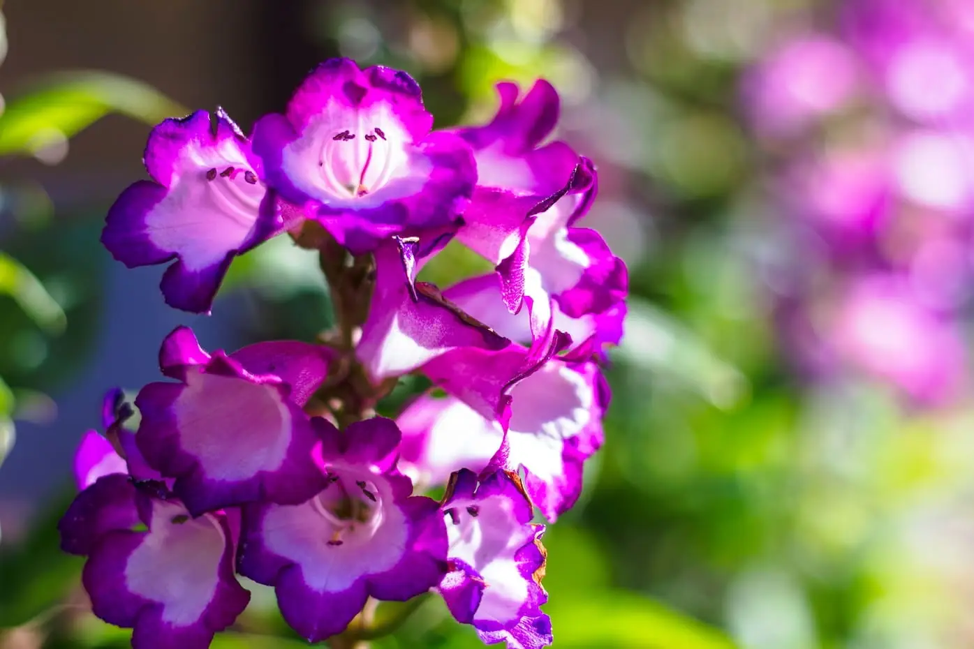 A closeup shot of a purple Penstemon hartwegii flower