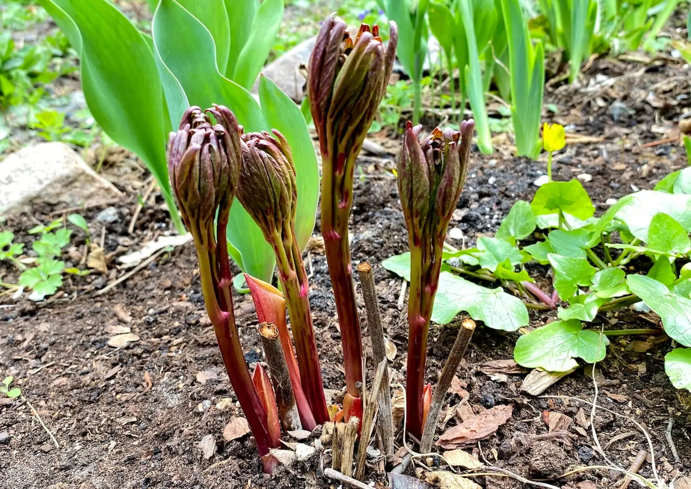 Young peony shoots. Perennial peonies in spring.