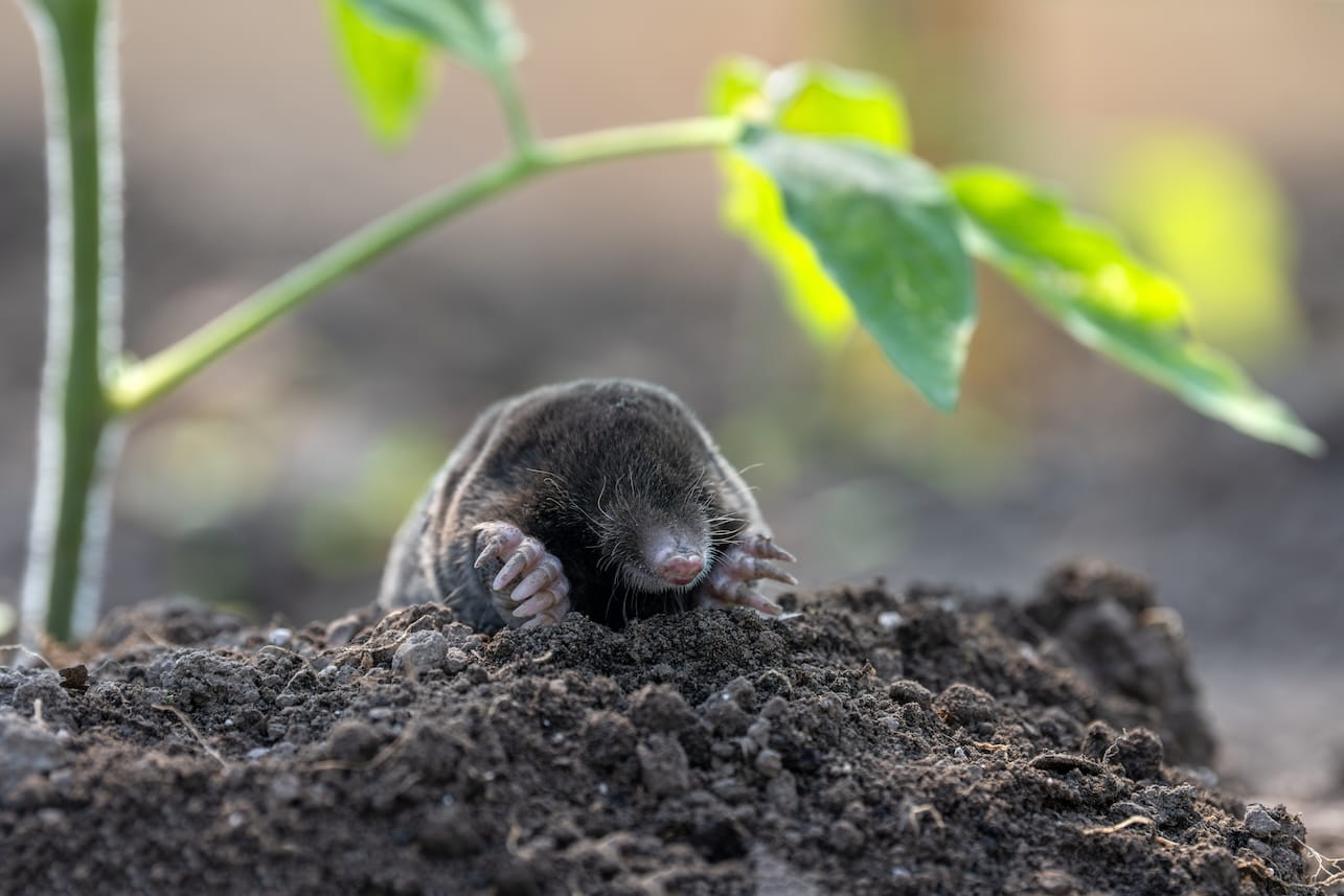 garden mole