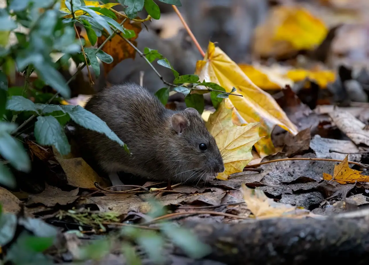 garden rat