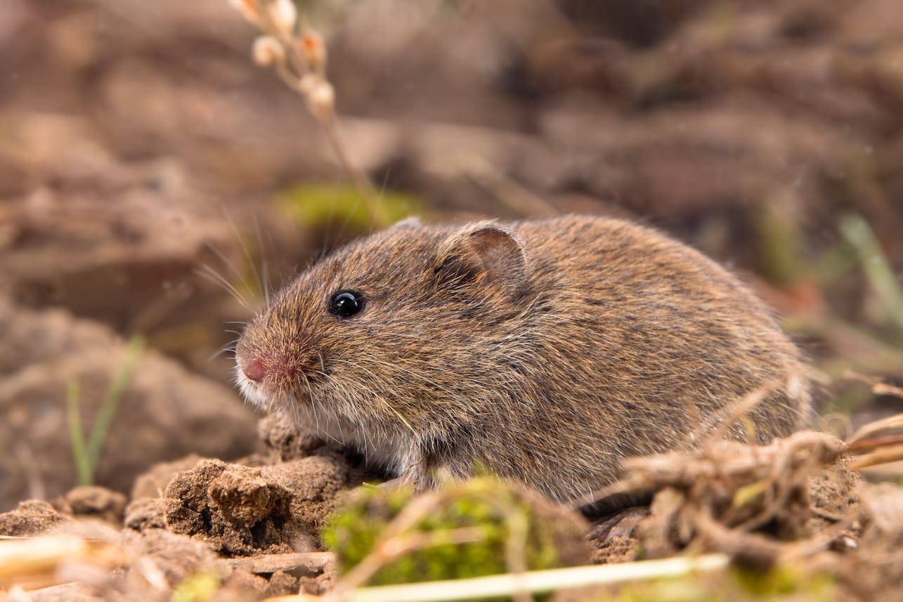 garden vole
