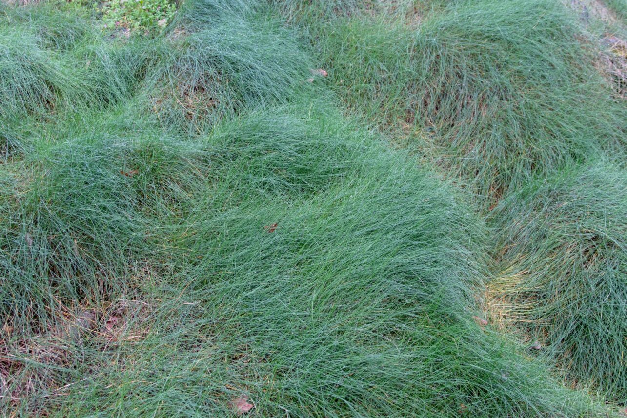 fine fescue