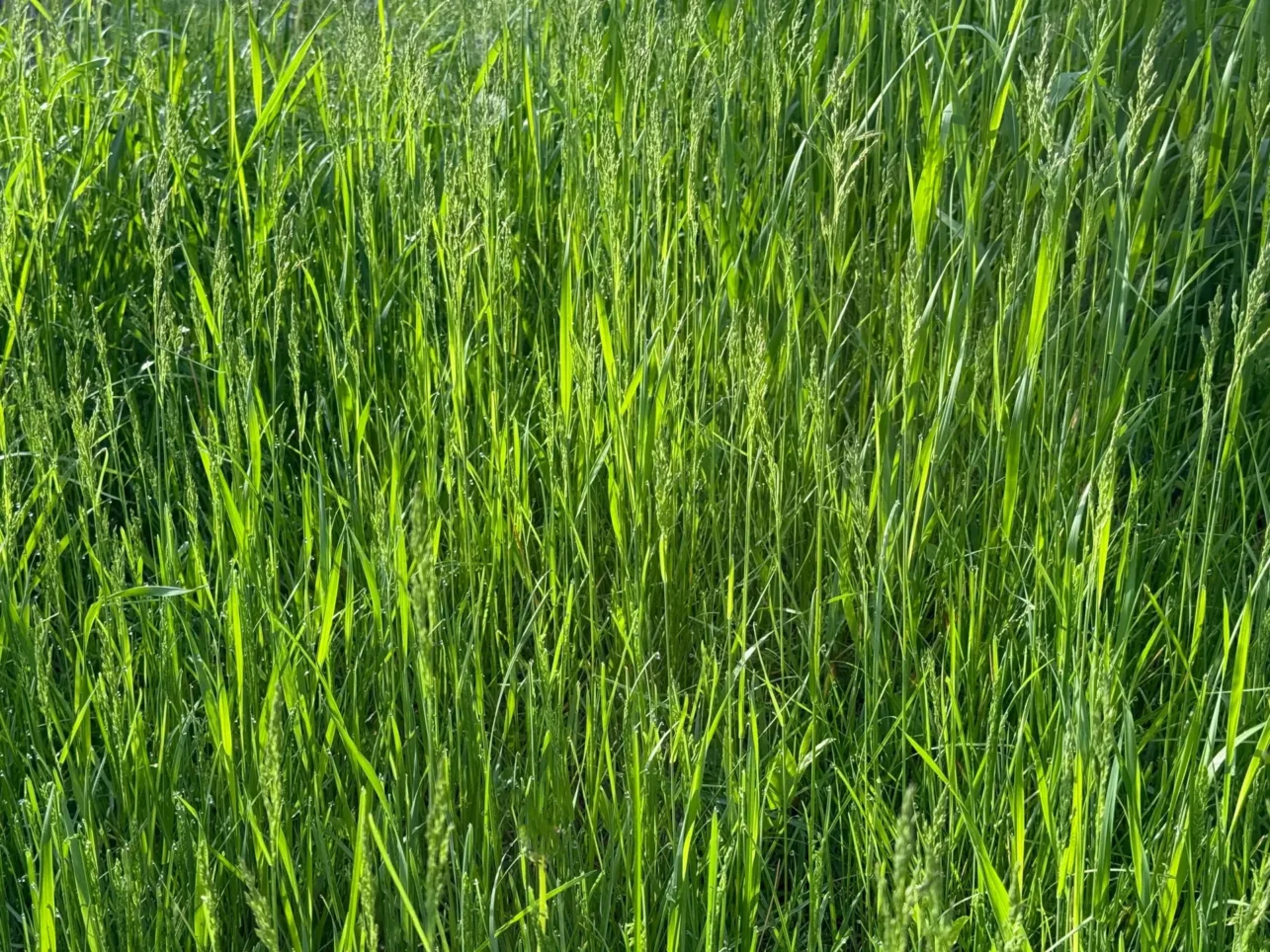 kentucky bluegrass