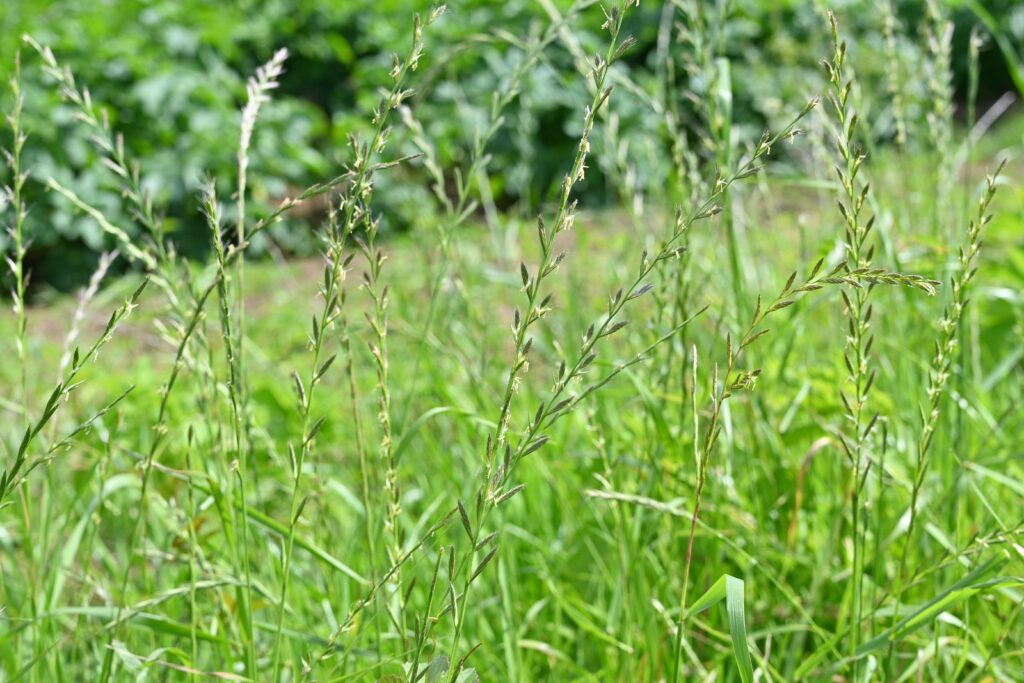 perennial ryegrass