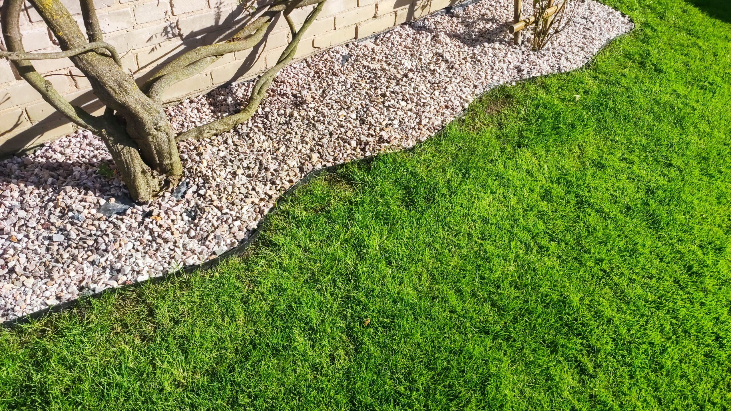 tall fescue