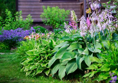 Blooming june or july summer cottage garden. Beautiful view with hosta, day-lily, catnip (nepeta) and wooden house on background