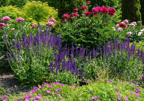 Beautiful Spring Garden with Various Trees and Flowering Plants, such as, Colorful Peonies in Shades of Dark Pink, Pink and White, Purple Salvia and a Carpet of Little Pink Flowers