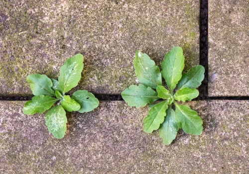 weeds-in-concrete